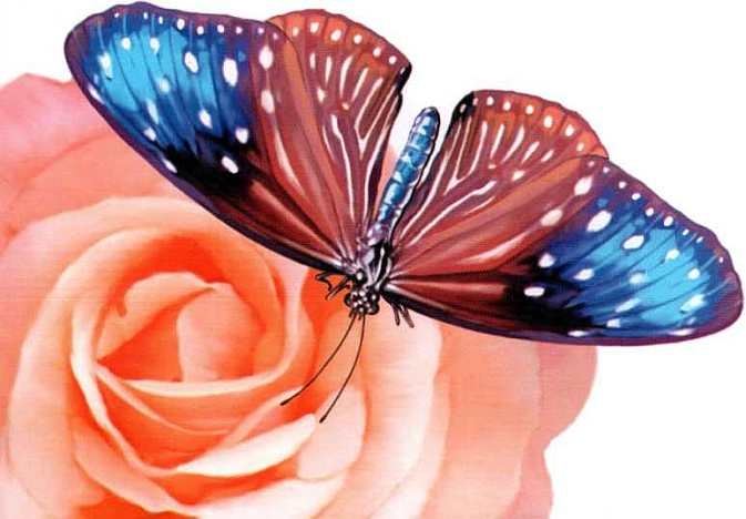 Иллюстрация к книге — Жуки и другие удивительные насекомые [i_032.jpg]