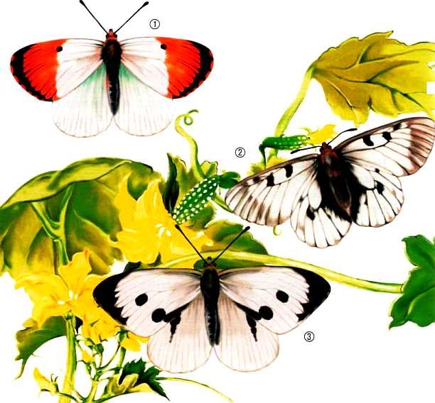 Иллюстрация к книге — Жуки и другие удивительные насекомые [i_034.jpg]