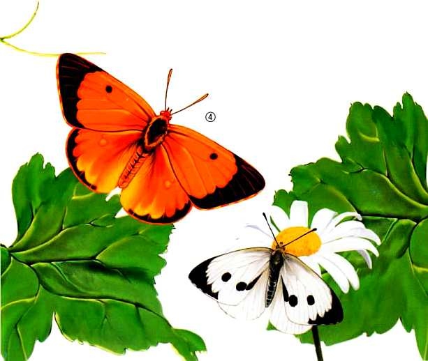 Иллюстрация к книге — Жуки и другие удивительные насекомые [i_035.jpg]