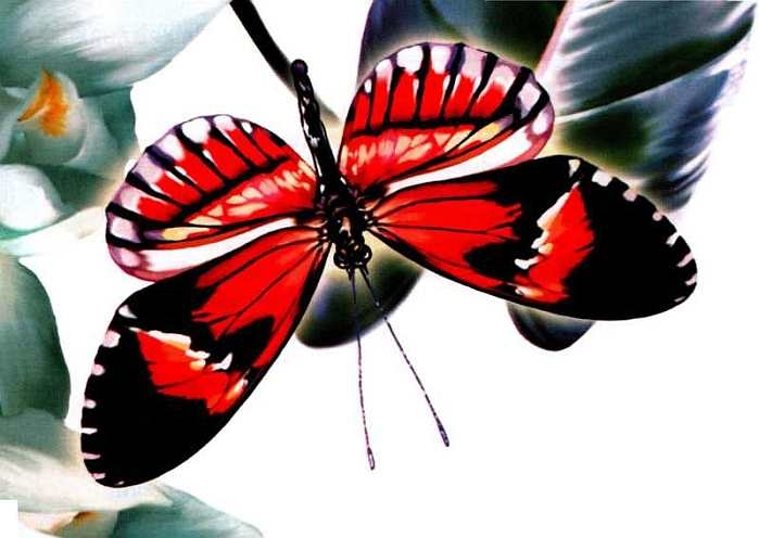 Иллюстрация к книге — Жуки и другие удивительные насекомые [i_036.jpg]