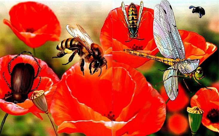 Иллюстрация к книге — Жуки и другие удивительные насекомые [i_039.jpg]