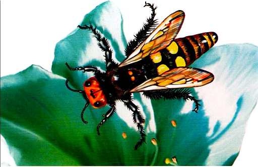 Иллюстрация к книге — Жуки и другие удивительные насекомые [i_040.jpg]