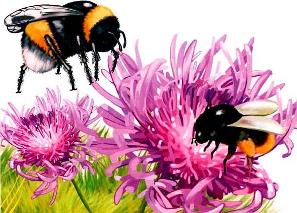 Иллюстрация к книге — Жуки и другие удивительные насекомые [i_043.jpg]