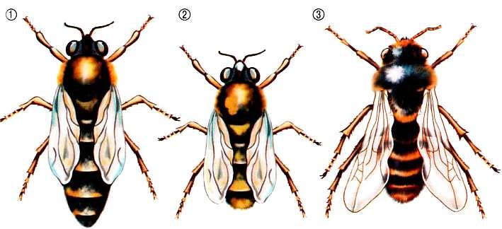 Иллюстрация к книге — Жуки и другие удивительные насекомые [i_045.jpg]