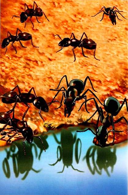 Иллюстрация к книге — Жуки и другие удивительные насекомые [i_046.jpg]