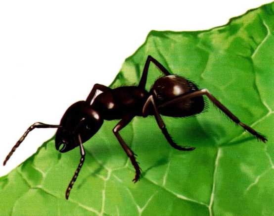 Иллюстрация к книге — Жуки и другие удивительные насекомые [i_048.jpg]