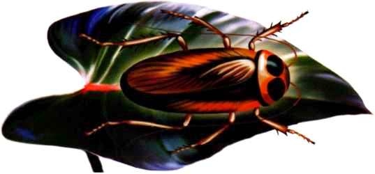 Иллюстрация к книге — Жуки и другие удивительные насекомые [i_050.jpg]