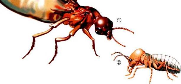 Иллюстрация к книге — Жуки и другие удивительные насекомые [i_051.jpg]