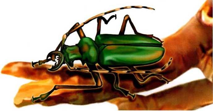 Иллюстрация к книге — Жуки и другие удивительные насекомые [i_054.jpg]