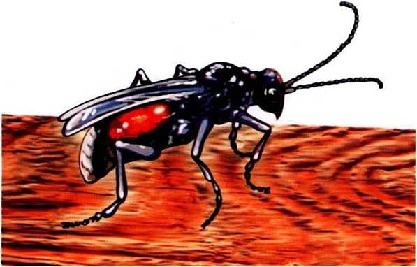 Иллюстрация к книге — Жуки и другие удивительные насекомые [i_055.jpg]