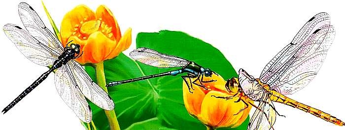 Иллюстрация к книге — Жуки и другие удивительные насекомые [i_058.jpg]