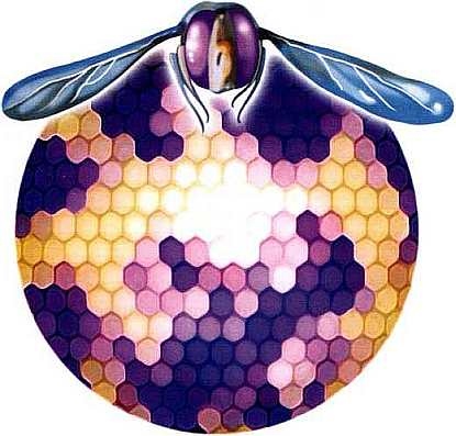 Иллюстрация к книге — Жуки и другие удивительные насекомые [i_059.jpg]