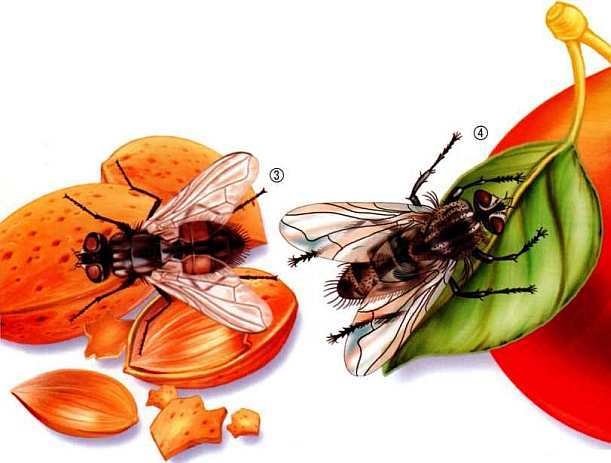 Иллюстрация к книге — Жуки и другие удивительные насекомые [i_063.jpg]