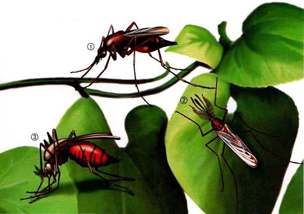 Иллюстрация к книге — Жуки и другие удивительные насекомые [i_064.jpg]