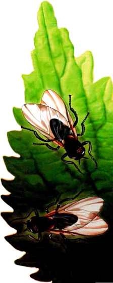 Иллюстрация к книге — Жуки и другие удивительные насекомые [i_066.jpg]