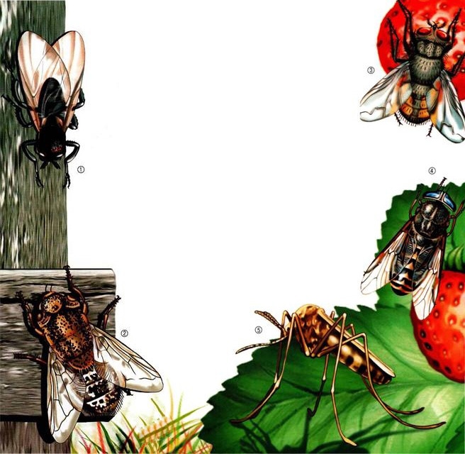 Иллюстрация к книге — Жуки и другие удивительные насекомые [i_067.jpg]