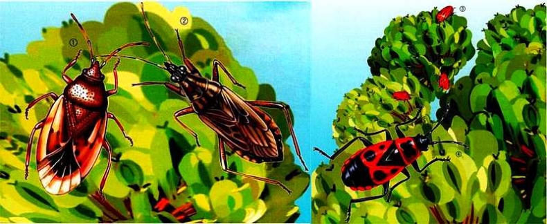 Иллюстрация к книге — Жуки и другие удивительные насекомые [i_071.jpg]