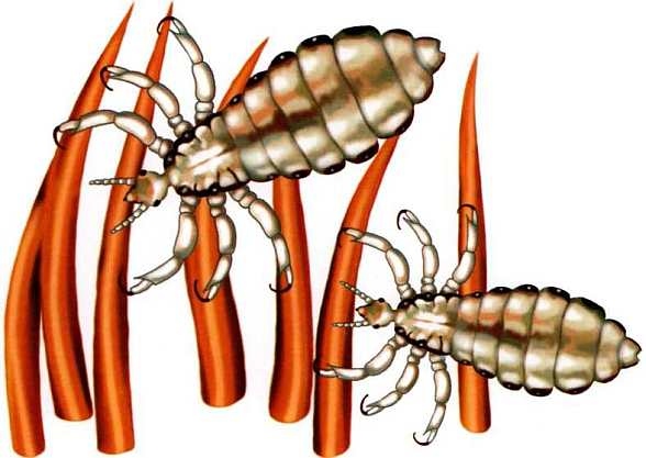 Иллюстрация к книге — Жуки и другие удивительные насекомые [i_072.jpg]