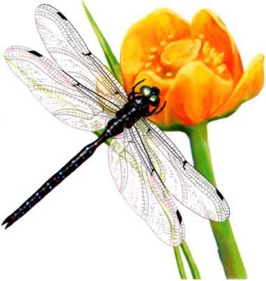 Иллюстрация к книге — Жуки и другие удивительные насекомые [i_073.jpg]