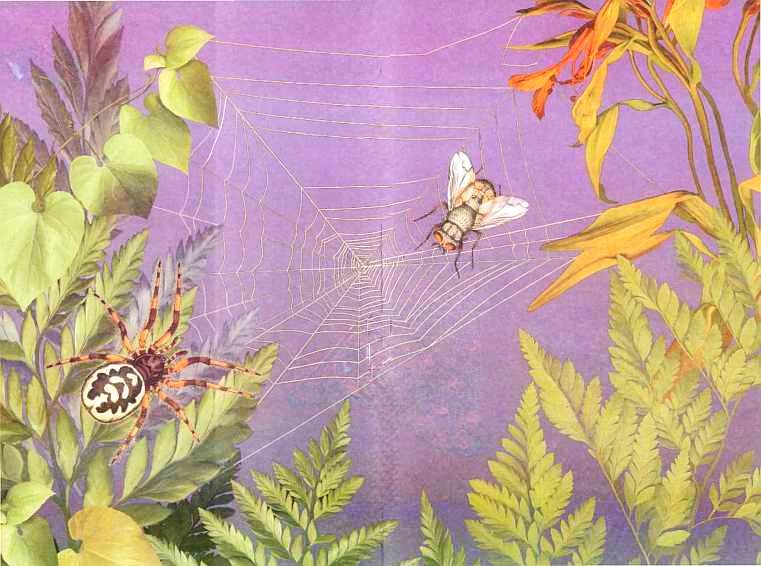 Иллюстрация к книге — Жуки и другие удивительные насекомые [i_074.jpg]