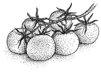 Иллюстрация к книге — Южные помидоры. Рассказы о доме с синей дверью и черешневом компоте [i_001.jpg]