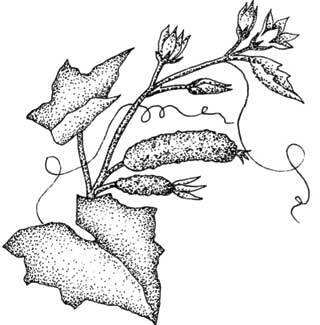 Иллюстрация к книге — Южные помидоры. Рассказы о доме с синей дверью и черешневом компоте [i_012.jpg]