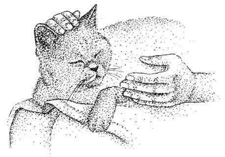 Иллюстрация к книге — Южные помидоры. Рассказы о доме с синей дверью и черешневом компоте [i_039.jpg]