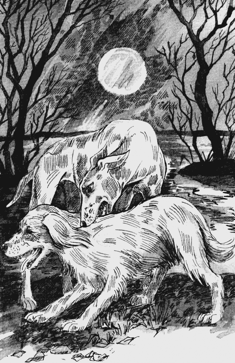 Иллюстрация к книге — Собачья гроза [i_005.jpg]