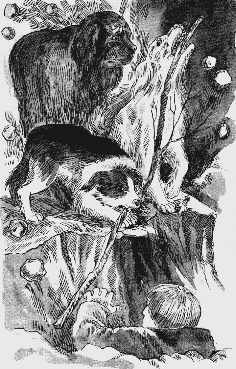 Иллюстрация к книге — Собачья гроза [i_007.jpg]