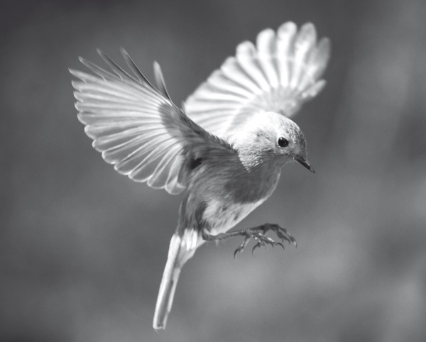 Иллюстрация к книге — Квантовый мир. Невероятная теория в самом сердце мироздания [i_021.jpg]