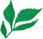 Иллюстрация к книге — Мой блокнот. Сила растений [i_067.jpg]