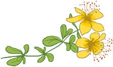 Иллюстрация к книге — Мой блокнот. Сила растений [i_143.jpg]