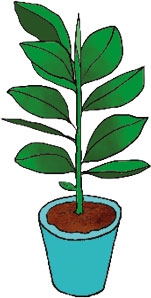 Иллюстрация к книге — Мой блокнот. Сила растений [i_154.jpg]