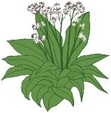 Иллюстрация к книге — Мой блокнот. Сила растений [i_176.jpg]