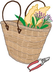 Иллюстрация к книге — Мой блокнот. Сила растений [i_177.jpg]