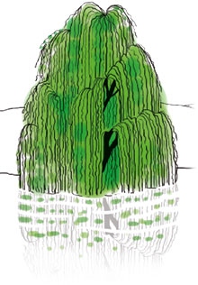 Иллюстрация к книге — Мой блокнот. Сила растений [i_187.jpg]