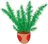 Иллюстрация к книге — Мой блокнот. Сила растений [i_213.jpg]