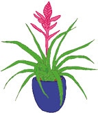 Иллюстрация к книге — Мой блокнот. Сила растений [i_214.jpg]