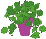 Иллюстрация к книге — Мой блокнот. Сила растений [i_222.jpg]