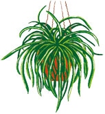 Иллюстрация к книге — Мой блокнот. Сила растений [i_224.jpg]