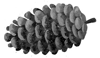 Иллюстрация к книге — Дикий Робот [i_006.jpg]