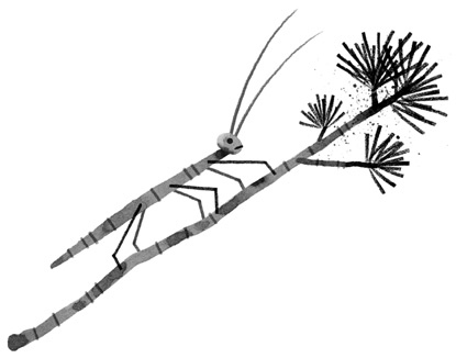 Иллюстрация к книге — Дикий Робот [i_013.jpg]