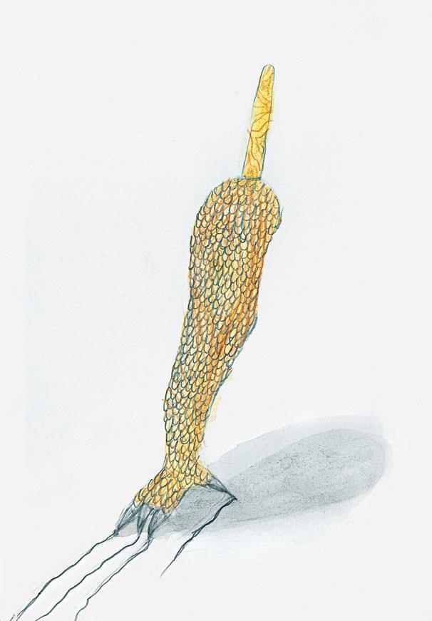 Иллюстрация к книге — Икабог [i_024.jpg]