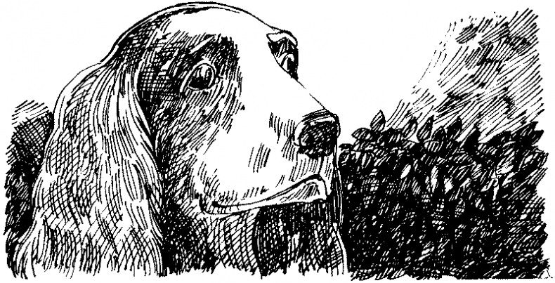 Иллюстрация к книге — Тени сгущаются [i_016.jpg]