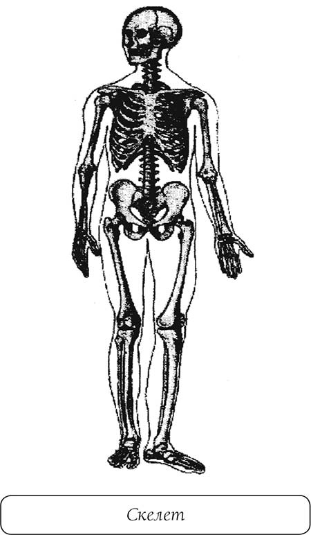 Иллюстрация к книге — О чем говорит боль [i_027.jpg]