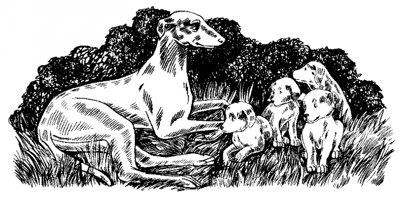 Иллюстрация к книге — Красная луна [i_005.jpg]