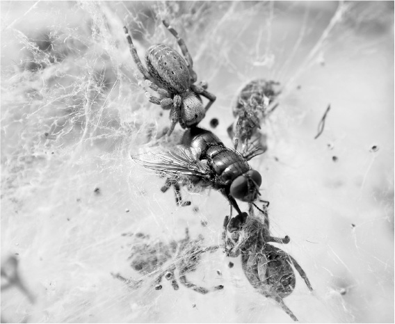 Иллюстрация к книге — Не один дома. Естественная история нашего жилища от бактерий до многоножек, тараканов и пауков [i_020.jpg]