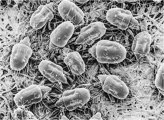 Иллюстрация к книге — Не один дома. Естественная история нашего жилища от бактерий до многоножек, тараканов и пауков [i_024.jpg]