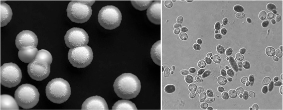 Иллюстрация к книге — Не один дома. Естественная история нашего жилища от бактерий до многоножек, тараканов и пауков [i_025.jpg]