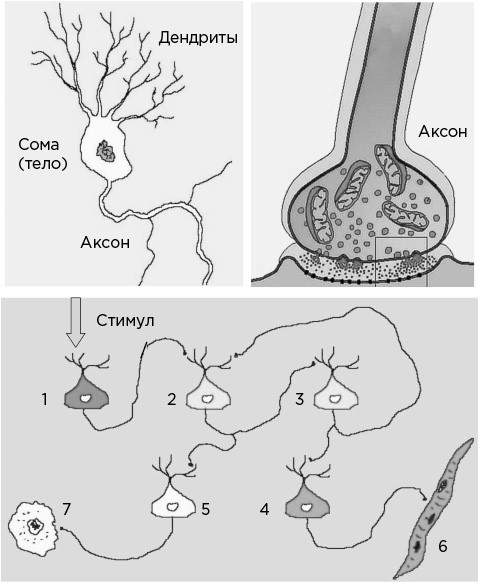 Иллюстрация к книге — Мозг и его потребности. От питания до признания [i_001.jpg]
